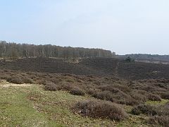 P1020930 Veluwe Posbank